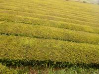 Azoren August 2014 102 &ndash; &copy; Barbara Werrmann (Eberhardt TRAVEL)
