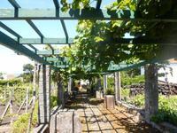 Azoren August 2014 382 &ndash; &copy; Barbara Werrmann (Eberhardt TRAVEL)