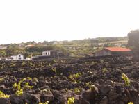Azoren August 2014 524/ Pico &ndash; &copy; Barbara Werrmann (Eberhardt TRAVEL)