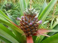 Arruda-Ananasplantage &ndash; &copy; Ralf Kuchenbecker (Eberhardt TRAVEL)