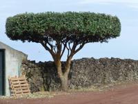 Pico &ndash; &copy; Ralf Kuchenbecker (Eberhardt TRAVEL)