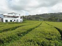 045-Sao_Miguel-Cha_Gorreana &ndash; &copy; Dirk Schlosser (Eberhardt TRAVEL)