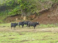095-Terceira-Kampfstiere &ndash; &copy; Dirk Schlosser (Eberhardt TRAVEL)