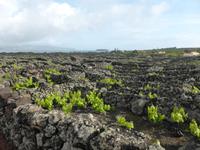 119-Pico_Madalena &ndash; &copy; Dirk Schlosser (Eberhardt TRAVEL)