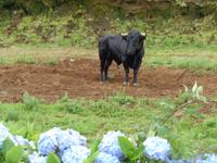 Terceira, Stierzucht &ndash; &copy; Barbara Mihut (Eberhardt TRAVEL)