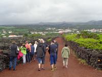 Pico, Weinfelder &ndash; &copy; Barbara Mihut (Eberhardt TRAVEL)