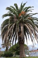 Horta, Faial &ndash; &copy; Madlen Lohr (Eberhardt TRAVEL)