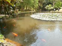 Sao Miguel - Park Terra Nostra &ndash; &copy; Ingrid Langer (Eberhardt TRAVEL)