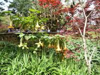 Sao Miguel - Park Terra Nostra &ndash; &copy; Ingrid Langer (Eberhardt TRAVEL)