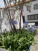 Terceira &ndash; &copy; Ingrid Langer (Eberhardt TRAVEL)