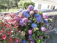 Terceiras Hortensien &ndash; &copy; Ingrid Langer (Eberhardt TRAVEL)