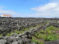 Pico Weinfelder Criacao Velha &ndash; &copy; Ingrid Langer (Eberhardt TRAVEL)