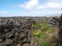Pico Weinfelder Criacao Velha &ndash; &copy; Ingrid Langer (Eberhardt TRAVEL)
