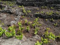 Pico Weinfelder Criacao Velha &ndash; &copy; Ingrid Langer (Eberhardt TRAVEL)
