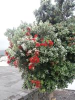 Pico Eisenholzbaum &ndash; &copy; Ingrid Langer (Eberhardt TRAVEL)