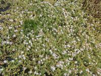 Picos Blumen &ndash; &copy; Ingrid Langer (Eberhardt TRAVEL)
