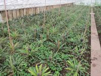 IMG_2306_Ananasplantage A. Arruda &ndash; &copy; Rica Schubert (Eberhardt TRAVEL)