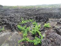 IMG_2434_Weinfelder auf Pico &ndash; &copy; Rica Schubert (Eberhardt TRAVEL)
