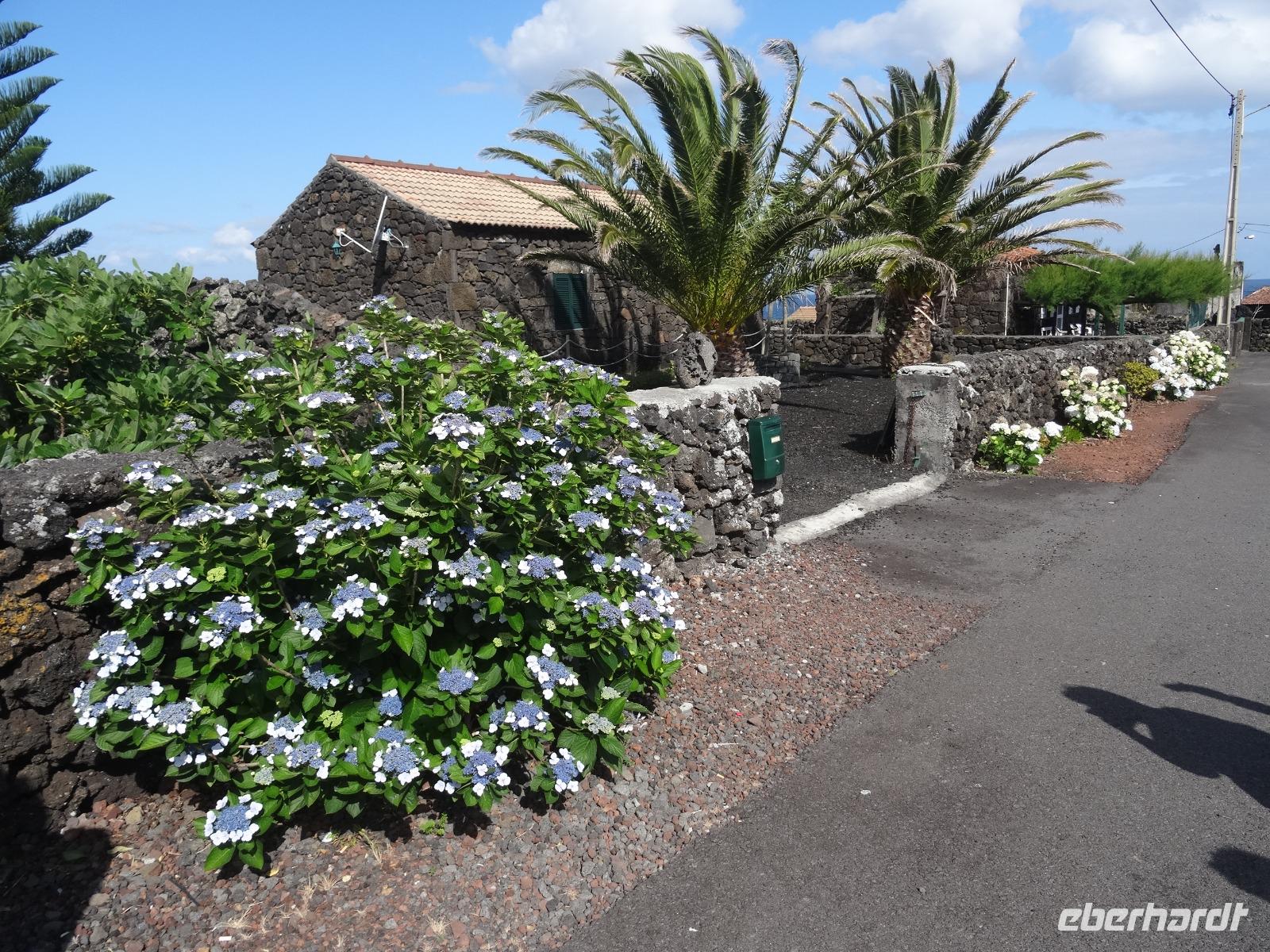 Blumen in Cacherro &ndash; &copy; Hans-Joachim Trutz (Eberhardt TRAVEL)