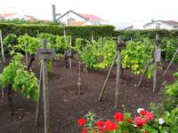 Weinmuseum der Familie Brum in Biscoitos &ndash; &copy; Hans-Joachim Trutz (Eberhardt TRAVEL)