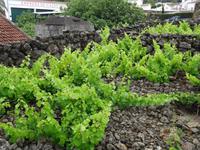 Weinmuseum der Familie Brum in Biscoitos &ndash; &copy; Hans-Joachim Trutz (Eberhardt TRAVEL)