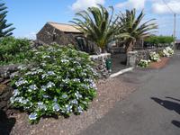 Blumen in Cacherro &ndash; &copy; Hans-Joachim Trutz (Eberhardt TRAVEL)