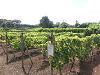 Weinanbau &ndash; &copy; Mathias Schirmer (Eberhardt TRAVEL)