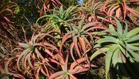 Immer wieder faszinierende Vegetation der Azoren, Aloe &ndash; &copy; Simone Willner (Eberhardt TRAVEL)