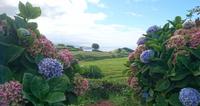 Teeplantage von Gorreana &ndash; &copy; Simone Willner (Eberhardt TRAVEL)