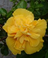 Gefüllter Hibiskus &ndash; &copy; Simone Willner (Eberhardt TRAVEL)