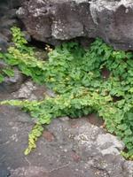 So wächst Wein auf Pico, windgeschützt zwischen Lavasteinmauern &ndash; &copy; Simone Willner (Eberhardt TRAVEL)