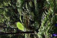Park Caldeira Velha &ndash; &copy; Martin Gruhle (Eberhardt TRAVEL)