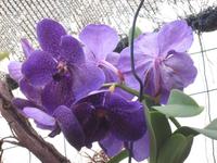 Orchideen &ndash; &copy; Petra Mehnert (Eberhardt TRAVEL)