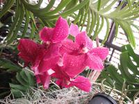 Orchideen &ndash; &copy; Petra Mehnert (Eberhardt TRAVEL)