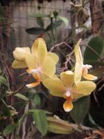 Orchideen &ndash; &copy; Petra Mehnert (Eberhardt TRAVEL)