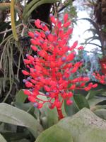 Im Orchideen-Garten &ndash; &copy; Petra Mehnert (Eberhardt TRAVEL)
