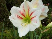 Amaryllis &ndash; &copy; Annette Lenz (Eberhardt TRAVEL)