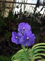 Jardim OrquÃ­dea &ndash; &copy; Annette Lenz (Eberhardt TRAVEL)