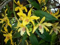 Jardim OrquÃ­dea &ndash; &copy; Annette Lenz (Eberhardt TRAVEL)