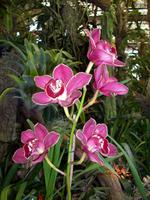 Jardim OrquÃ­dea &ndash; &copy; Annette Lenz (Eberhardt TRAVEL)