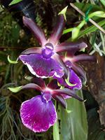 Jardim OrquÃ­dea &ndash; &copy; Annette Lenz (Eberhardt TRAVEL)