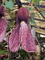Jardim OrquÃ­dea - rießige Orchidee &ndash; &copy; Annette Lenz (Eberhardt TRAVEL)