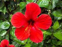 Hibiscus-Blüten &ndash; &copy; Annette Lenz (Eberhardt TRAVEL)
