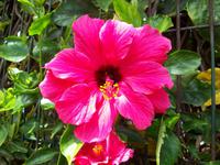 Hibiscus-Blüten &ndash; &copy; Annette Lenz (Eberhardt TRAVEL)
