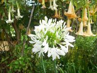 Agapanthus - Afrikanische Liebesblume &ndash; &copy; Annette Lenz (Eberhardt TRAVEL)