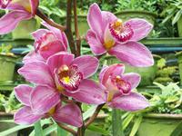 Jardim Tropical - Monte Palace - Orchideen &ndash; &copy; Annette Lenz (Eberhardt TRAVEL)