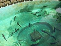 Forellenzucht bei Ribeiro Frio &ndash; &copy; Annette Lenz (Eberhardt TRAVEL)