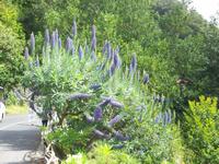 Stolz von Madeira &ndash; &copy; Annette Lenz (Eberhardt TRAVEL)
