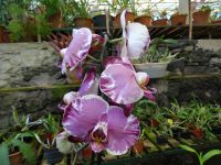Orchideen - Garten