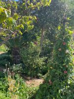 Esmeraldas Garten